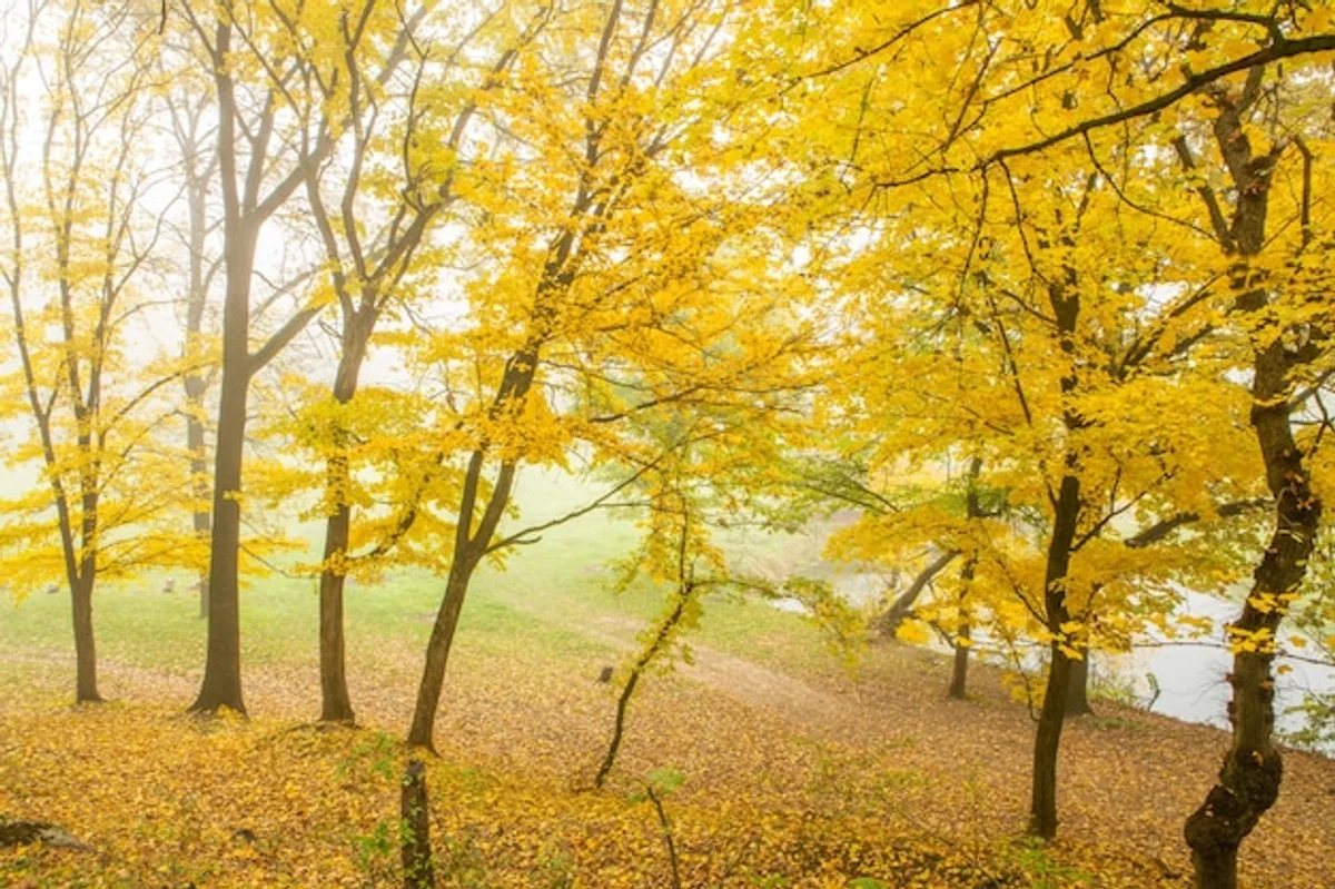 experimental indoor plant sensors autumn leaves