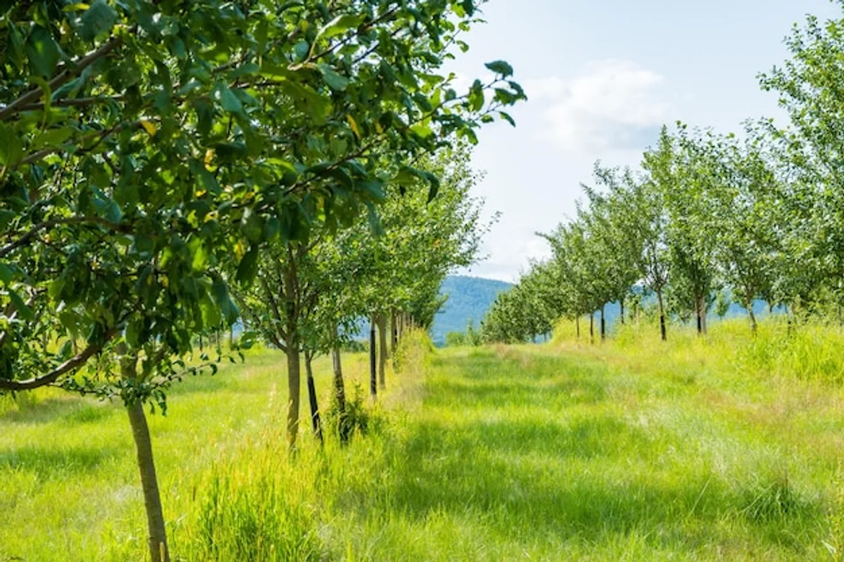 pruning apple tree in autumn Czech garden