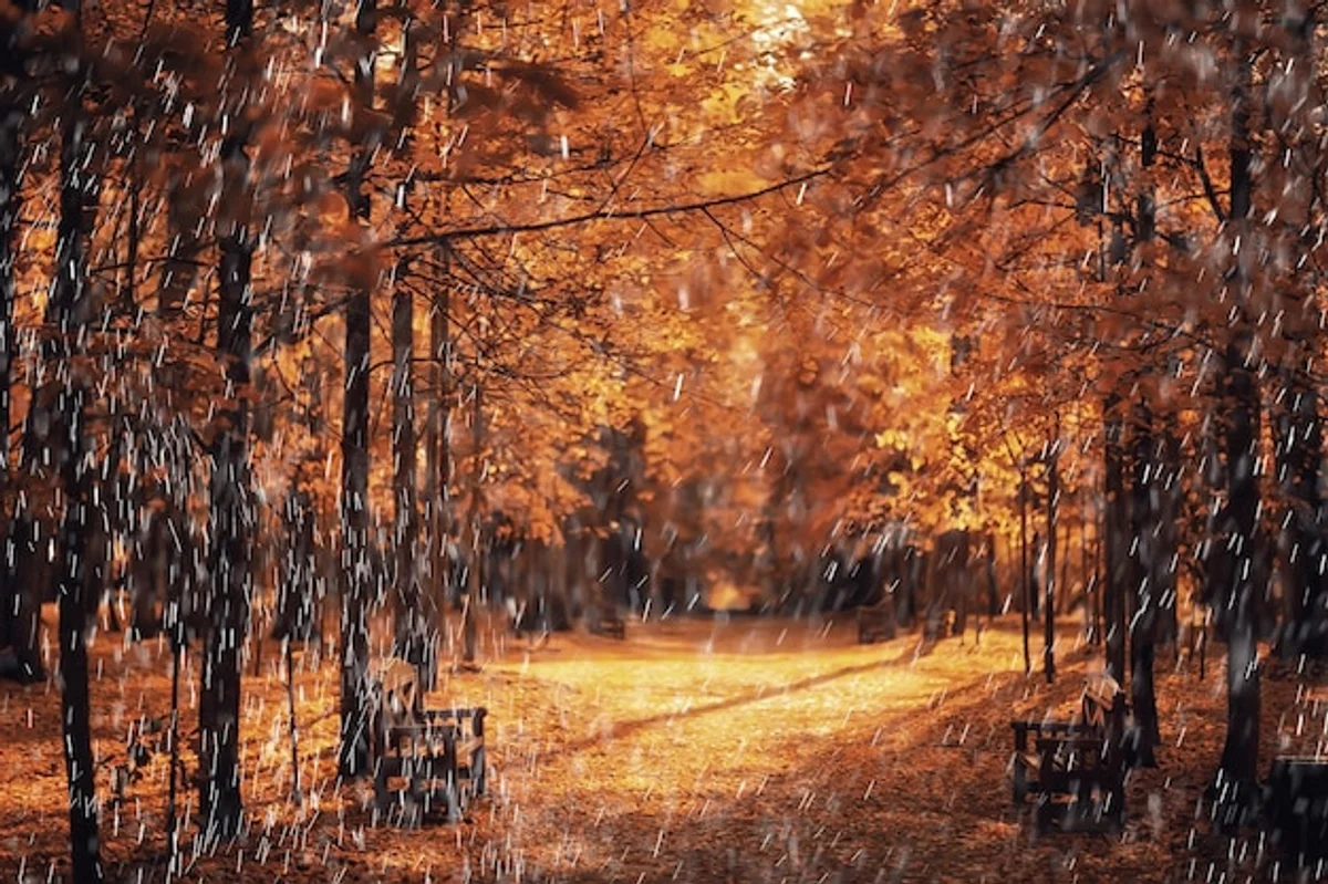 autumn sunlight forest depression mood