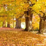 autumn leaves color change czech nature