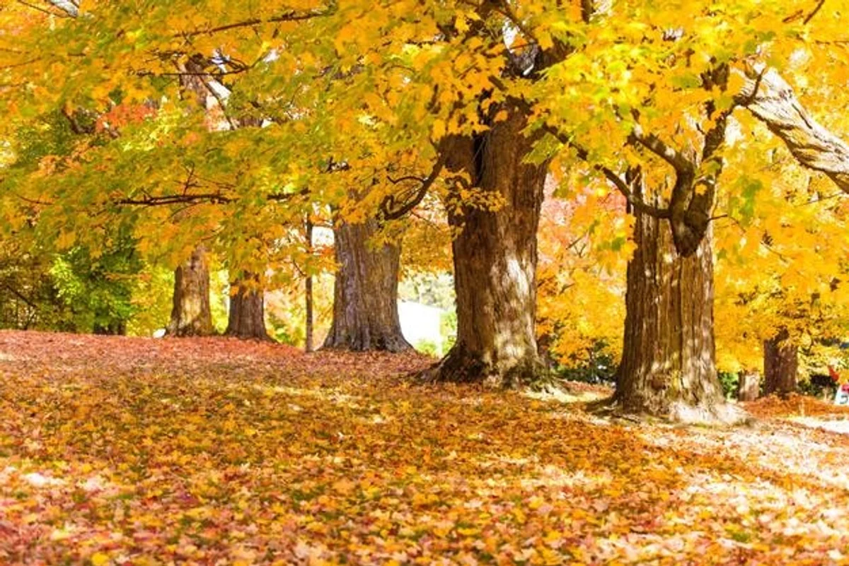 autumn leaves color change czech nature