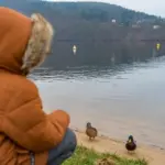 bird migration observing autumn czech republic