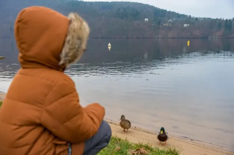 bird migration observing autumn czech republic