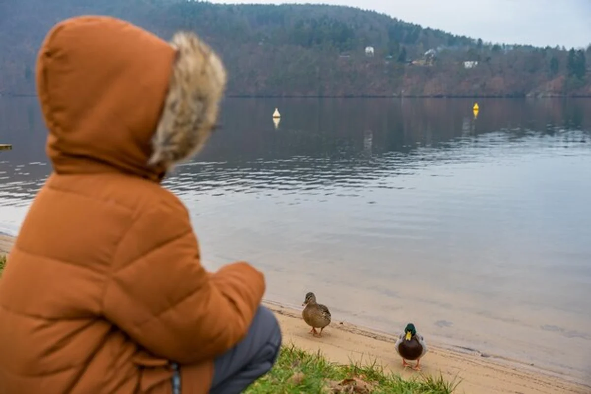 bird migration observing autumn czech republic