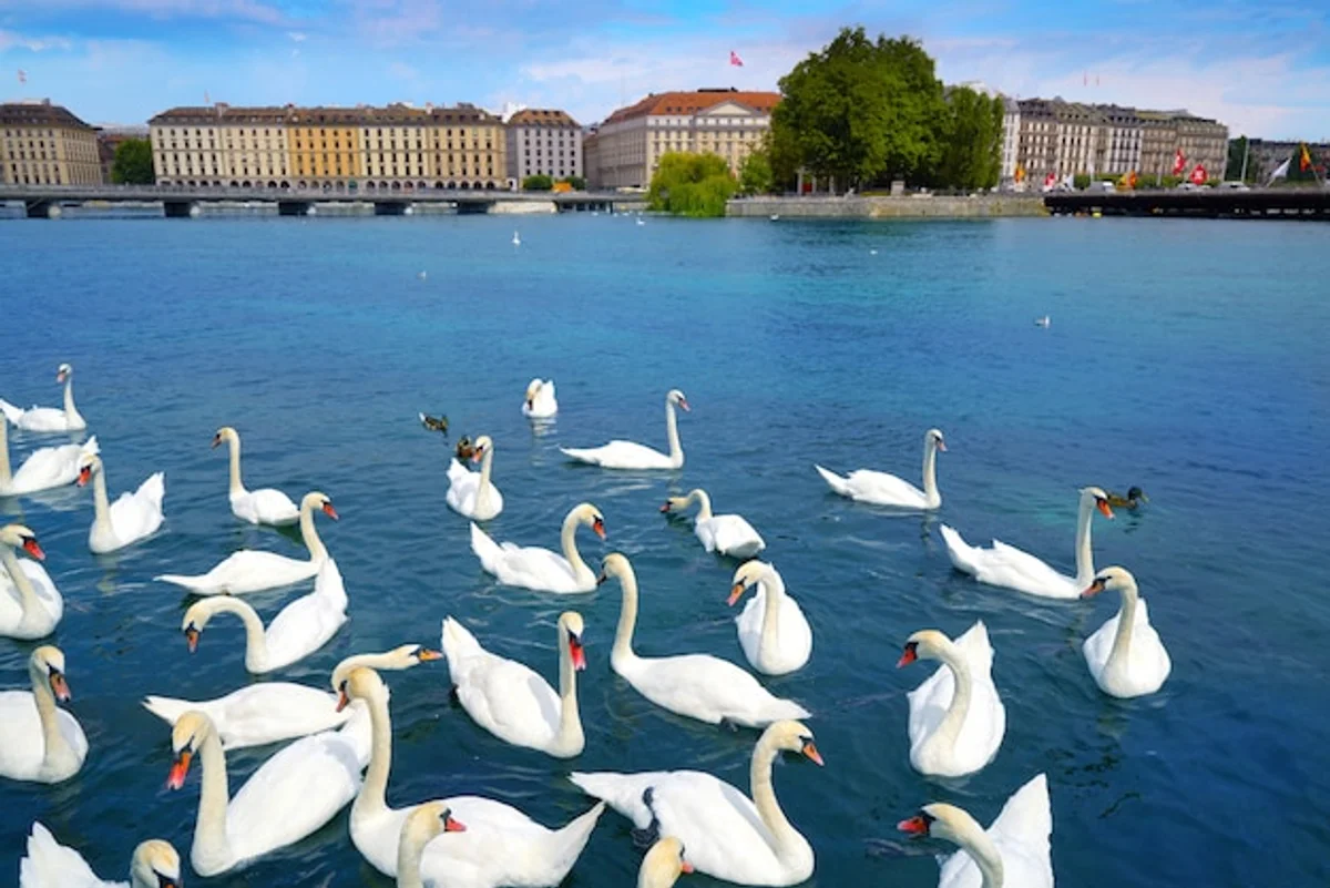 autumn bird migration in czech republic