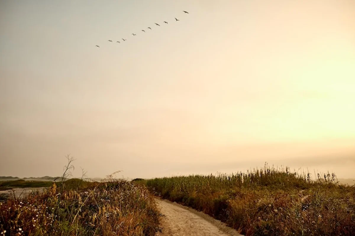 flock of cranes flying over czech landscape