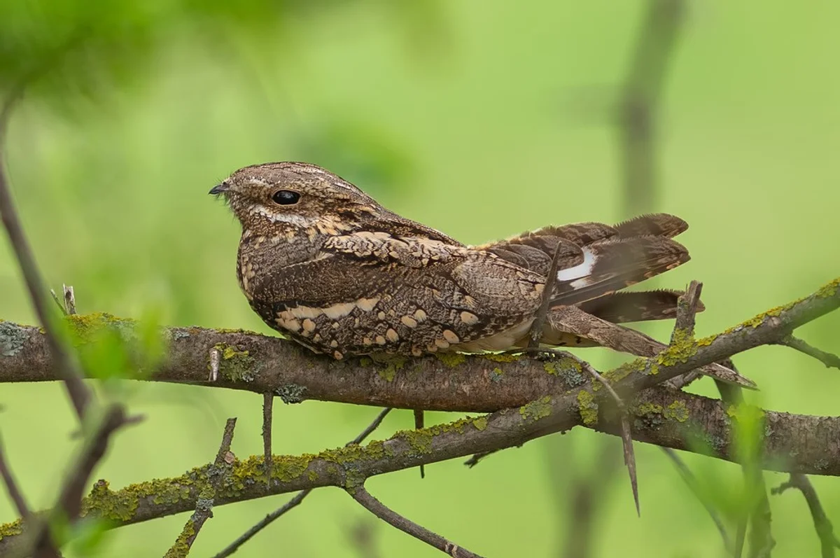 nightjar bird recording czech national park