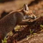 red fox autumn forest Europe