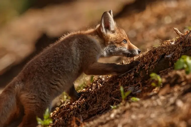 red fox autumn forest Europe