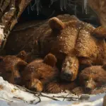 european brown bear autumn behavior