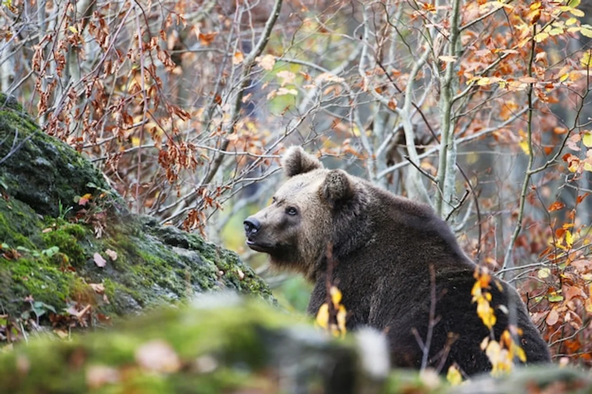 european brown bear autumn forest