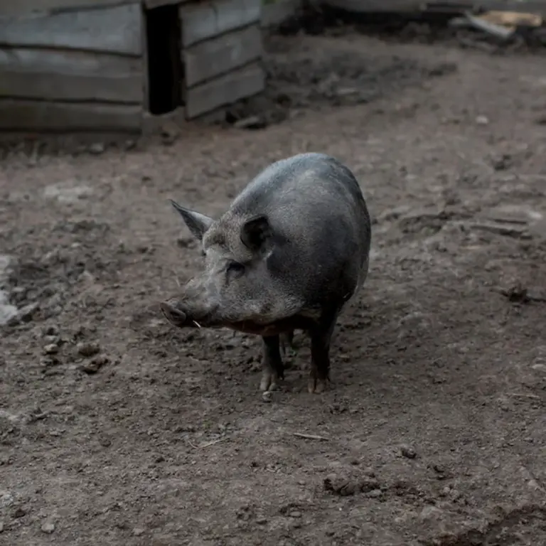 wild animals prepare nests for winter czech forest