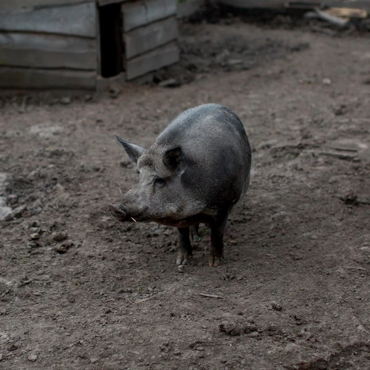 wild animals prepare nests for winter czech forest