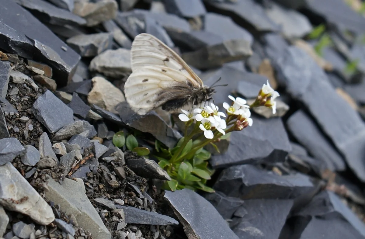 czech scientist discovering butterfly specimen in mountains