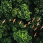 Bohemian Forest aerial wild nature