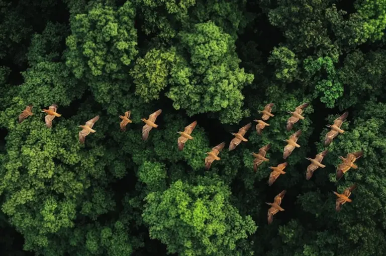 Bohemian Forest aerial wild nature