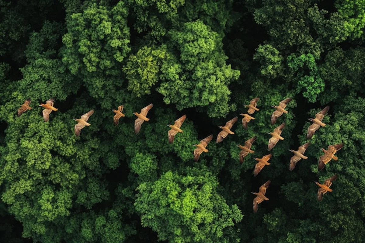 Bohemian Forest aerial wild nature