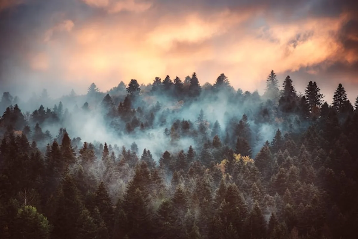 Bohemian Forest misty morning wild nature