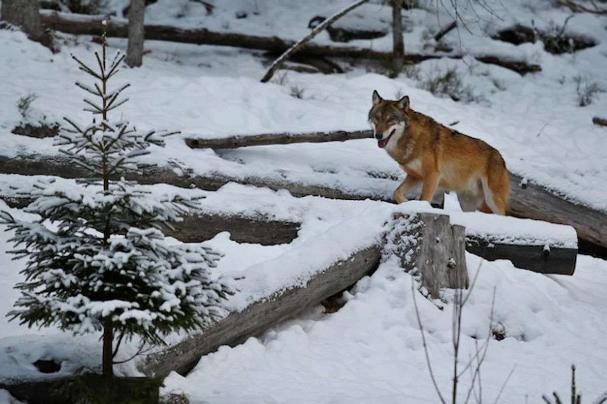 wolf in czech forest early morning