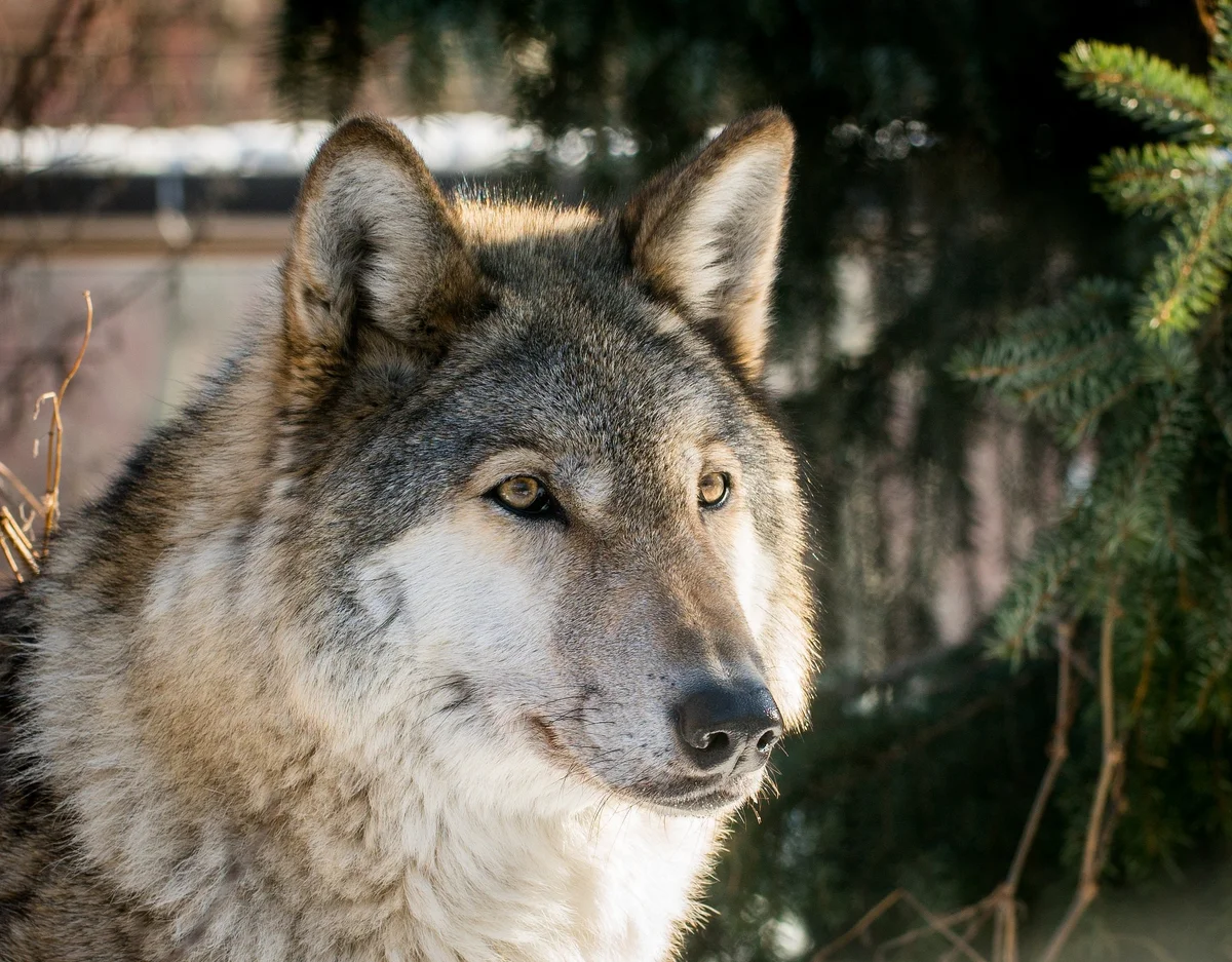 close up wolf avoiding humans czech nature