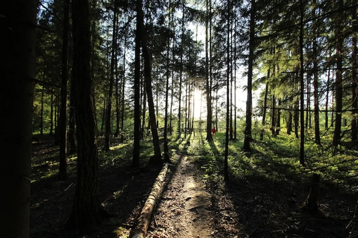 sunrise foggy forest sumava czech autumn