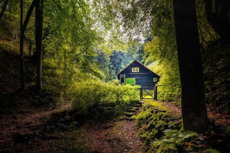 autumn wildlife shelter Czech forest