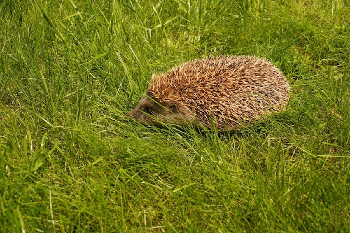 hedgehog hiding in leaves autumn forest Czech Republic