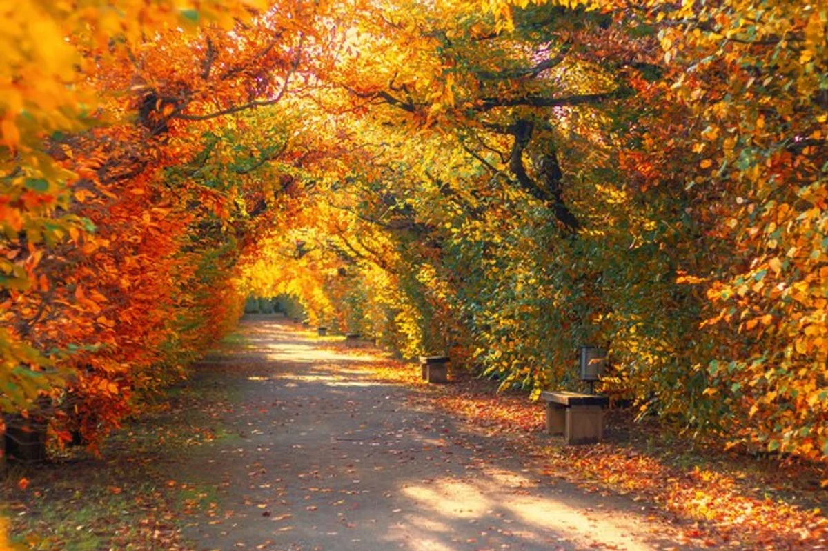 Czech forest autumn colorful trees trail sunny day