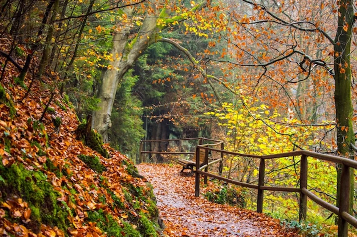 Autumn sunrise forest path with colorful leaves bohemian switzerland