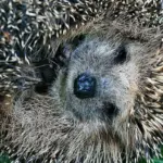 hedgehog hibernation autumn macro