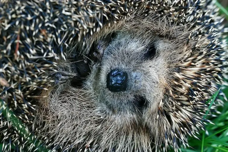hedgehog hibernation autumn macro