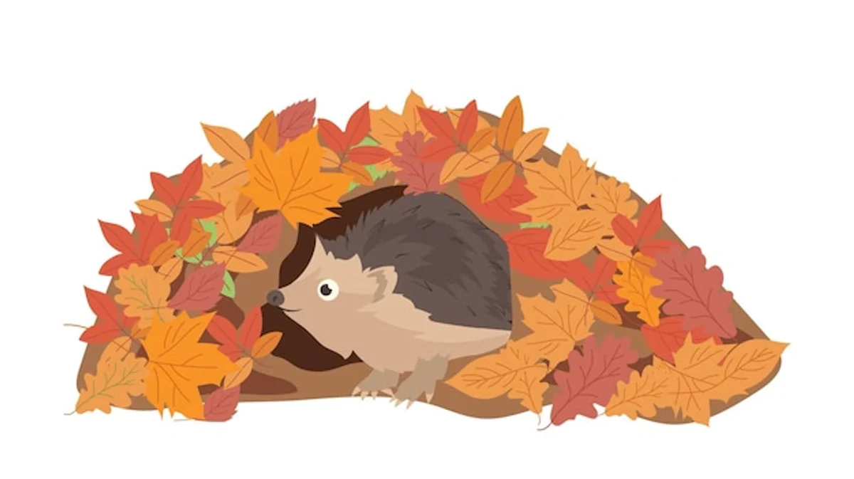 hedgehog preparing for hibernation autumn leaves close-up