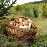 czech mushroom foraging autumn basket in forest