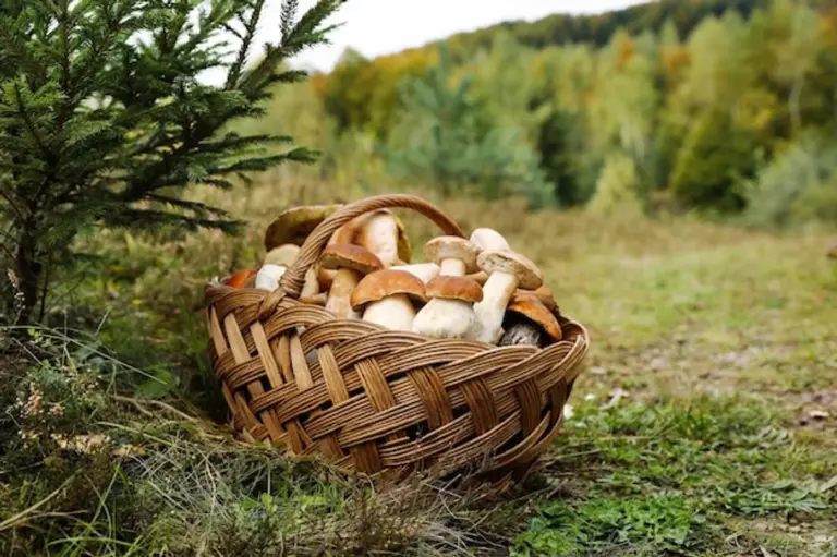 czech mushroom foraging autumn basket in forest