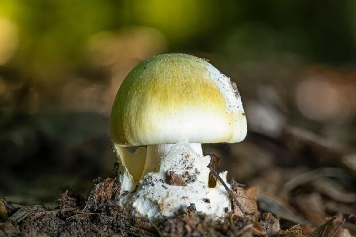 close up deadly amanita phalloides mushroom green forest