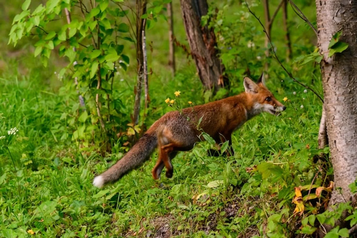 red fox autumn forest czech republic