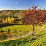 colorful autumn plants Czech nature closeup forest meadow