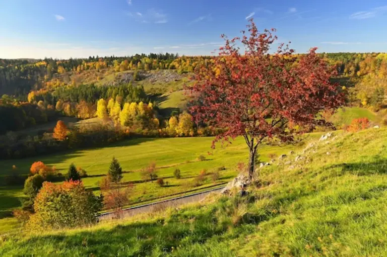colorful autumn plants Czech nature closeup forest meadow