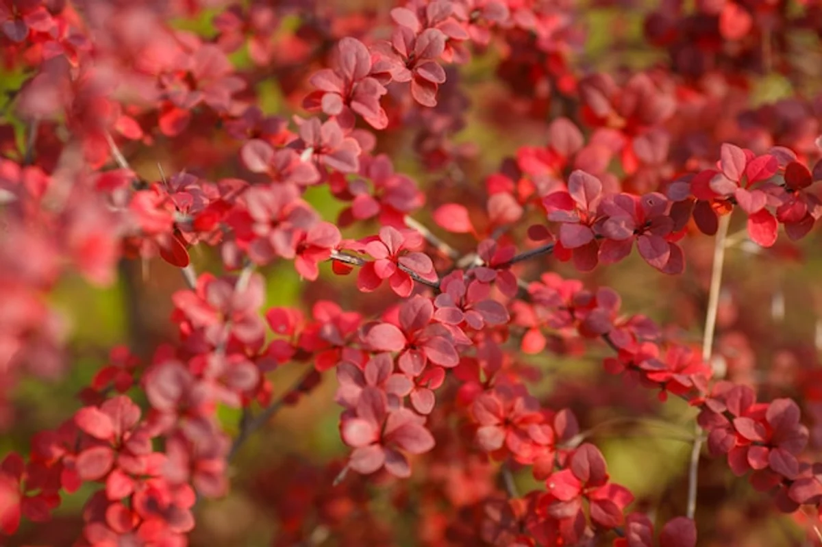 autumn plants in Czech nature macro closeup colorful