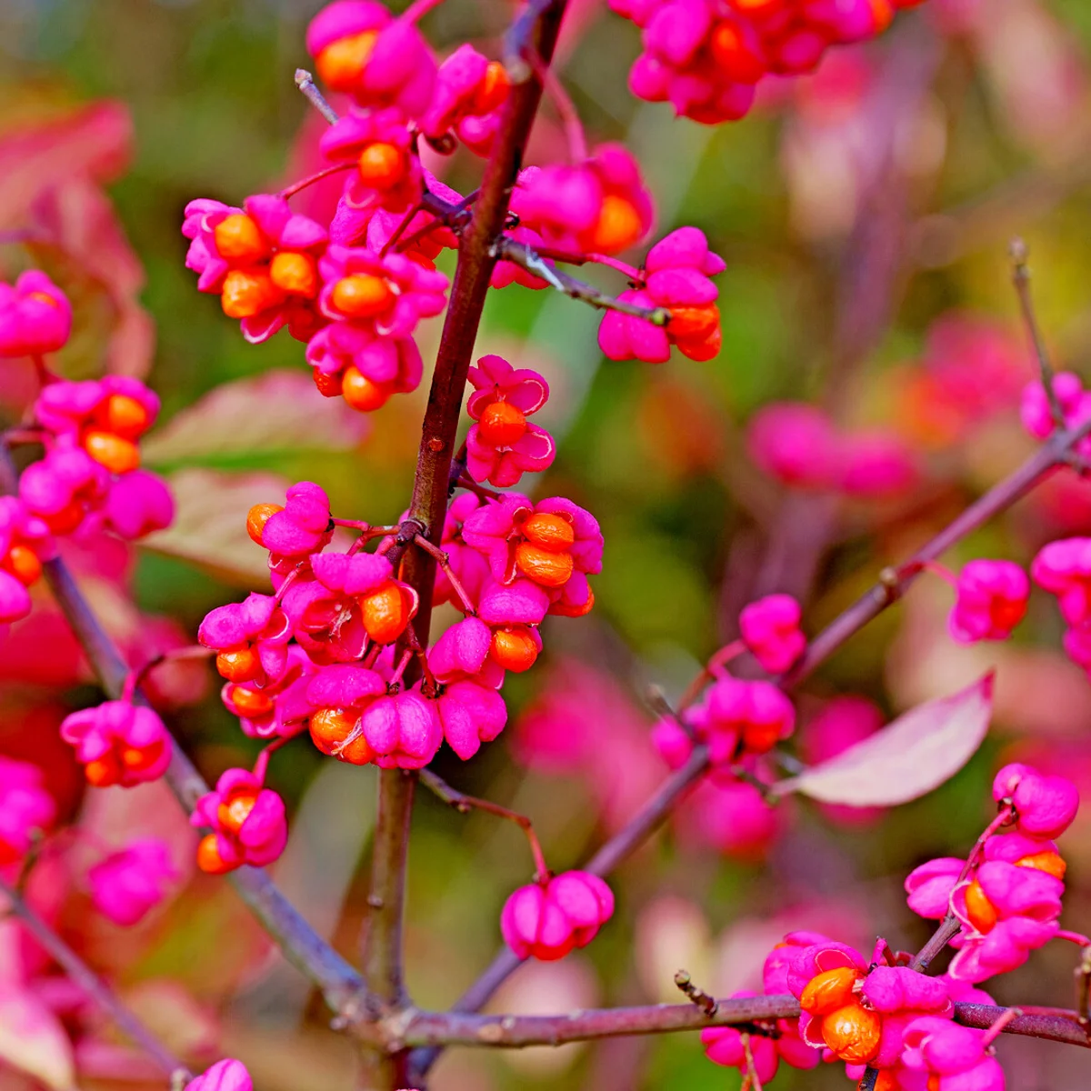 Euonymus europaeus autumn pink fruits Czech countryside