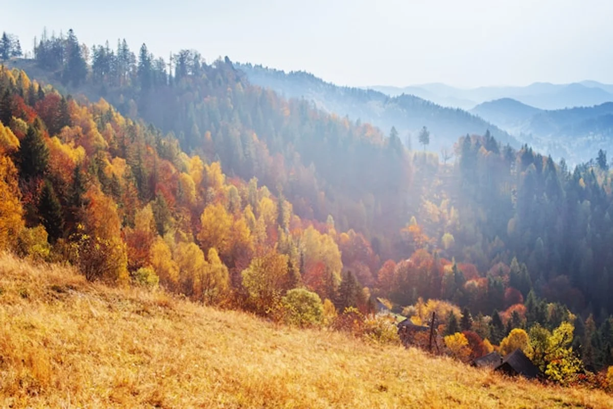 czech autumn climate change forest fog