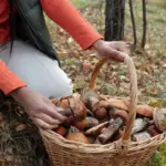 autumn mushroom picking forest czech republic