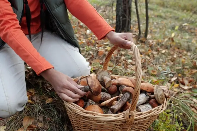 autumn mushroom picking forest czech republic