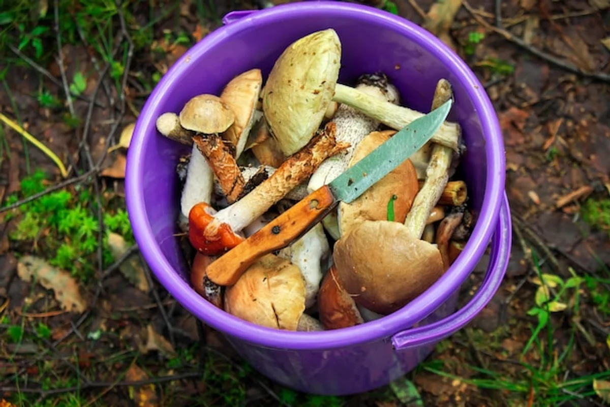 Czech mushroom picking autumn forest