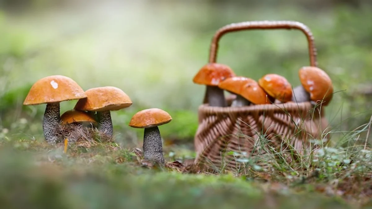 Czech edible mushrooms close up autumn basket