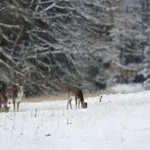 wild animals czech national park scenic