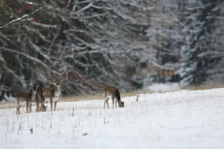 wild animals czech national park scenic