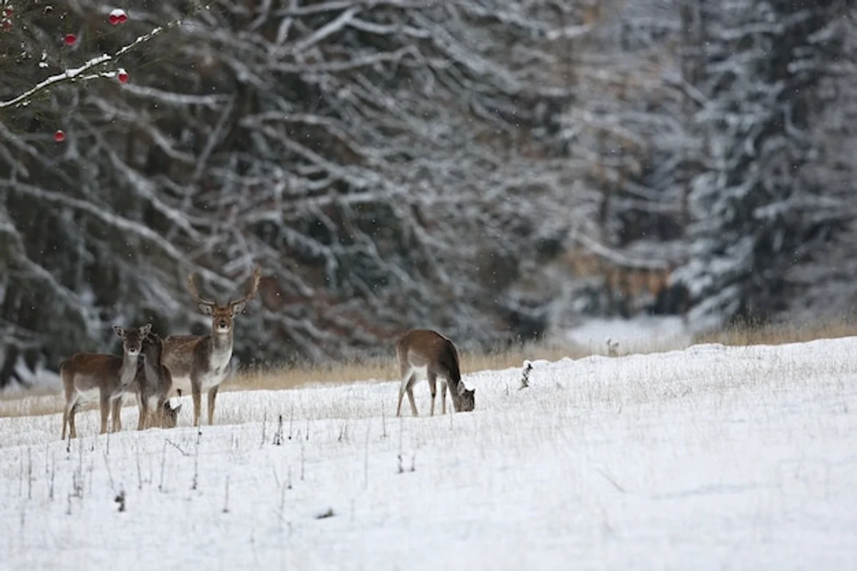 wild animals czech national park scenic