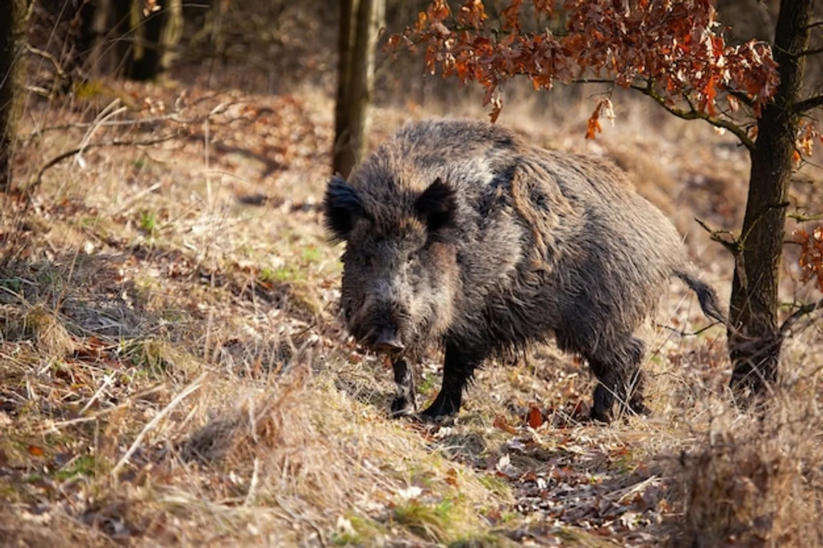 wild boar czech national park forest