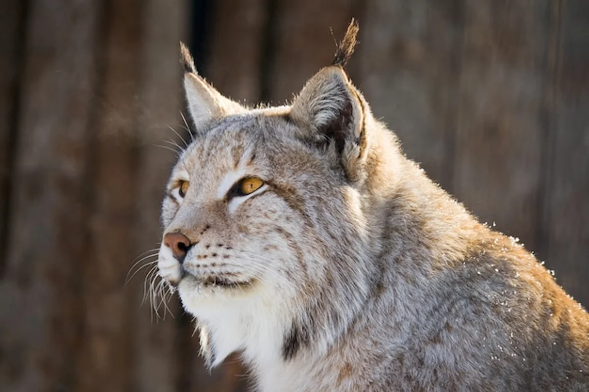 lynx hiding in czech forest national park